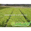 Suntoday vegetal F1 orgânico a granel chinês vegetal preto óleo de compra benefícios de saúde organial benefícios sementes de aipo sementes de extrato (34001)